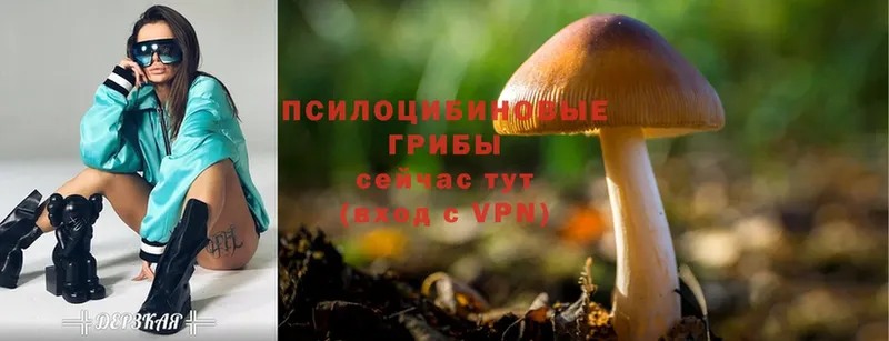 наркотики  Буй  Галлюциногенные грибы Magic Shrooms 